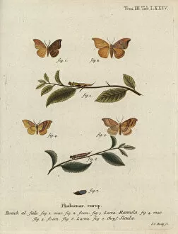 Schmetterlinge Collection: Oak hook-tip and barred hook-tip