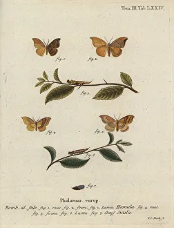 Christoph Collection: Oak hook-tip and barred hook-tip