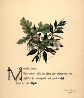 Acorn Gallery: Oak and Myrtle (Measure for Measure)