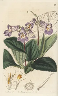 Shrub Prints: Oak-nymph-leaved primulina, Primulina dryas