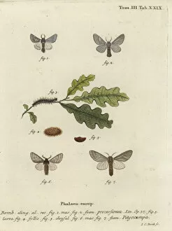 Images Dated 7th February 2019: Oak processionary moth, Thaumetopoea processionea