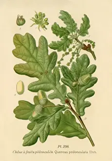 Oak / Quercus