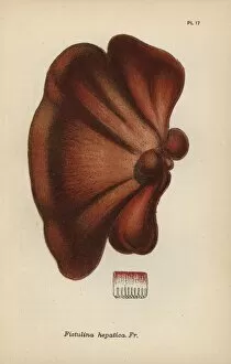 Hepatica Collection: Oak tongue, Fistulina hepatica