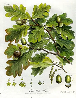 Oak Tree