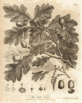 Silva Prints: Oak tree with acorns, leaves and branch, Quercus robur