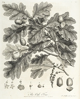 Silva Gallery: Oak tree: branch and constituent parts