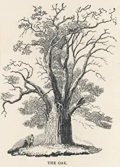 C1850 Prints: Oak Tree C1850