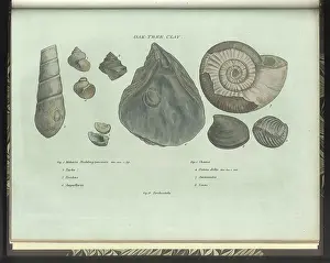 Sowerby Prints: Oak Tree Clay fossils