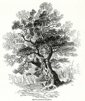 Quercus Gallery: Oak tree (Quercus sessiliflora)