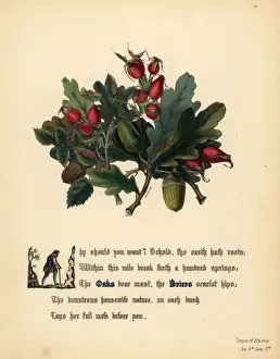 Oaks Prints: Oaks and Briers (Timon of Athens)