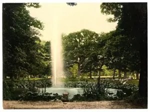Oaks Prints: Under the oaks, Harzburg, Hartz, Germany