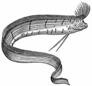 Images Dated 22nd February 2005: Oarfish at the Cosmorama, London, 1849