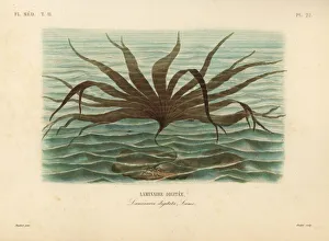 Acid Collection: Oarweed, Laminaria digitata