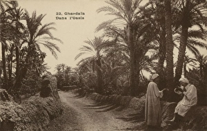Images Dated 7th December 2015: In the Oasis. Ghardaia, Algeria