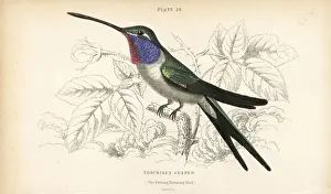 Hummingbirds Prints: Oasis hummingbird, Rhodopis vesper