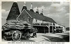 Tunbridge Prints: Oast House - Hop Gardens, Paddock Wood, Kent