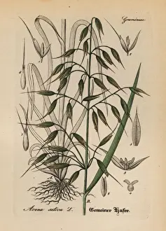 Oats, Avena sativa