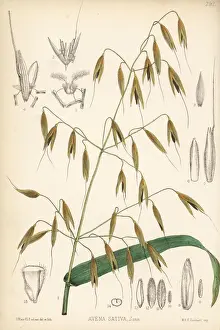 Oats, Avena sativa