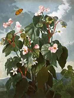 Butterfly Collection: The oblique-leaved Begonia