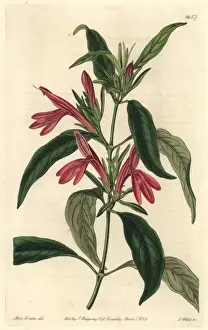 Sydenhamedwards Prints: Oblong-leaved beloperone, Justicia plumbaginifolia