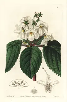 Oblong snow-wort, Niphaea oblonga