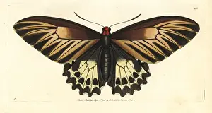 Oblong-spotted birdwing, Troides oblongomaculatus