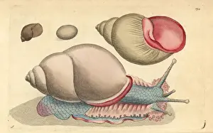 Occidental bulla shell, Bulla occidua