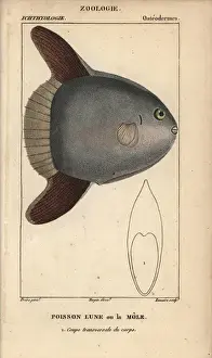 Hippolyte Prints: Ocean sunfish, Mola mola