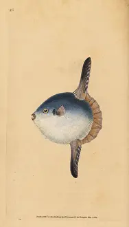 Ocean sunfish, Mola mola. Vulnerable