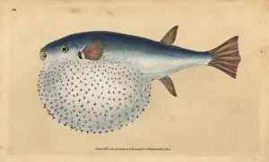 Donovan Prints: Oceanic puffer, Lagocephalus lagocephalus