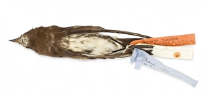 Seabird Gallery: Oceanites maorianus, New Zealand strom petrel