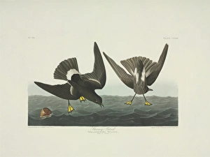 Seabird Gallery: Oceanites oceanicus, Wilsons storm petrel