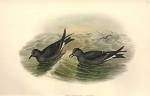 Procellariiformes Prints: Oceanodroma leucorhoa, Leachs storm petrel