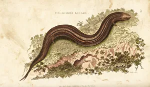 Amphibia Collection: Ocellated or bronze skink, Chalcides ocellatus