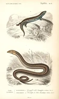 Oudart Prints: Ocellated (bronze) skink and European glass lizard