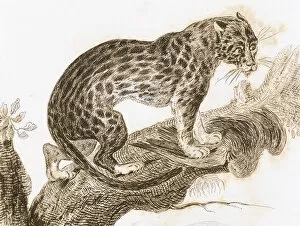 Carnivorous Collection: Ocelot