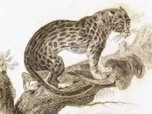 Mammalian Prints: Ocelot
