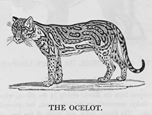 Felis Prints: Ocelot (Bewick)