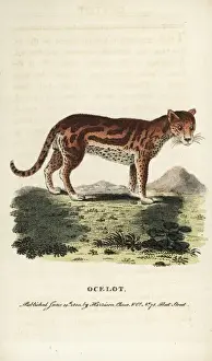 Naturalistspocketmagazine Prints: Ocelot or dwarf leopard, Leopardus pardalis
