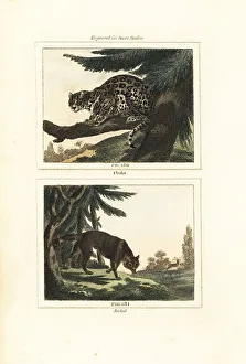 Ocelot and golden jackal