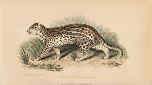 Landseer Collection: Ocelot, Leopardus pardalis