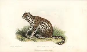 Ocelot, Leopardus pardalis