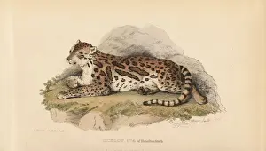 Ocelot, Leopardus pardalis