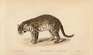 Ocelot, Leopardus pardalis