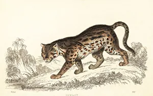 Predator Prints: Ocelot, Leopardus pardalis