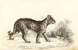 Predator Prints: Ocelot, Leopardus pardalis mitis