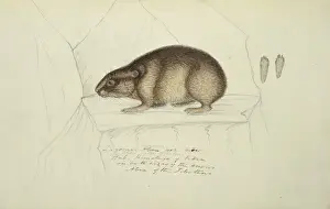 Lagomorph Prints: Ochotona curzoniae, black-lipped pika