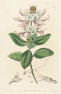 Ocimum grandiflorum subsp. grandiflorum