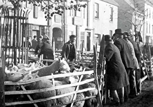 October Sheep Fair, Yarm on Tees in the early 1880s