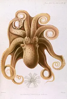 OCTOPUS / 1885